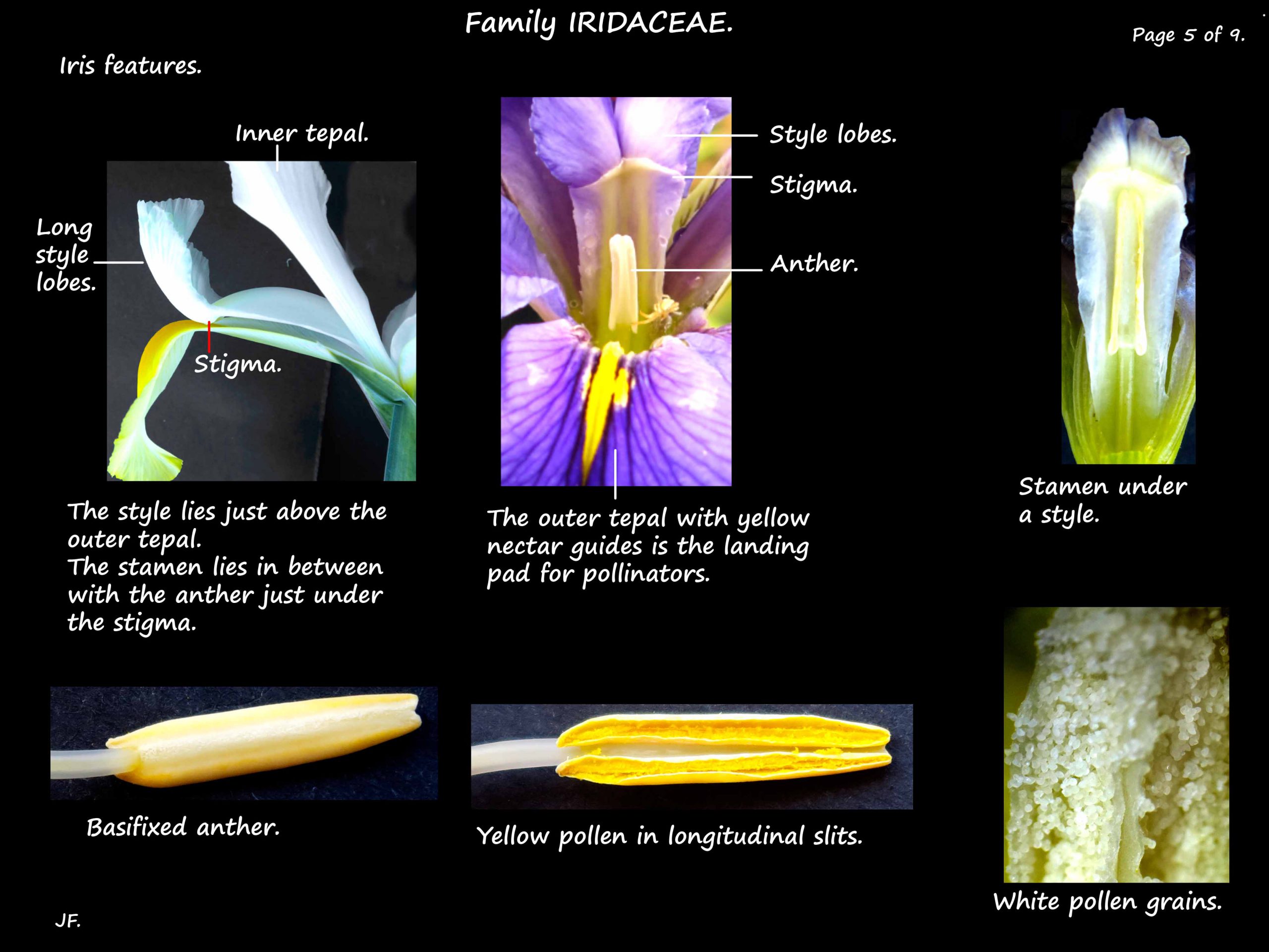5 Iris stamens